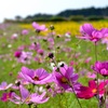 秋風そよぐ花