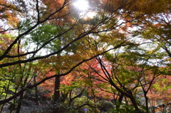 紅葉