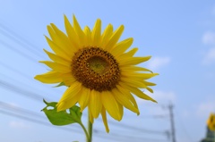 向日葵