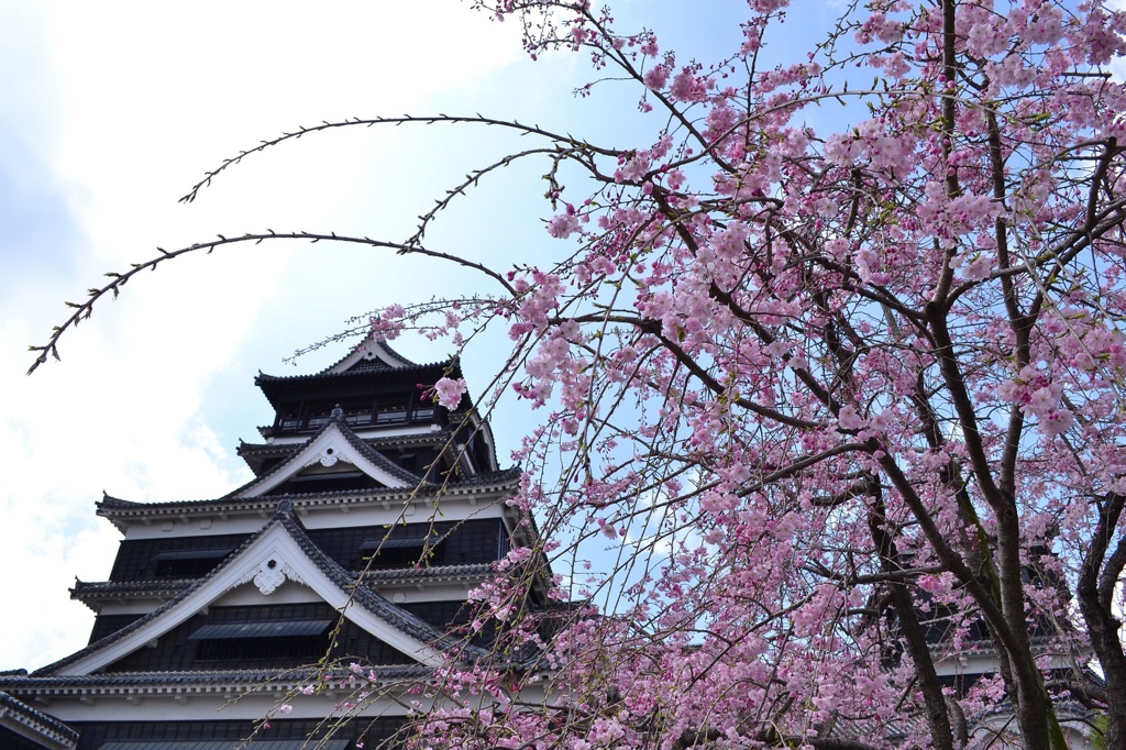 お城と桜