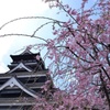 お城と桜
