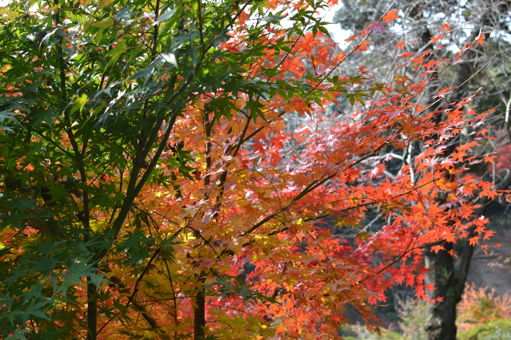 紅葉