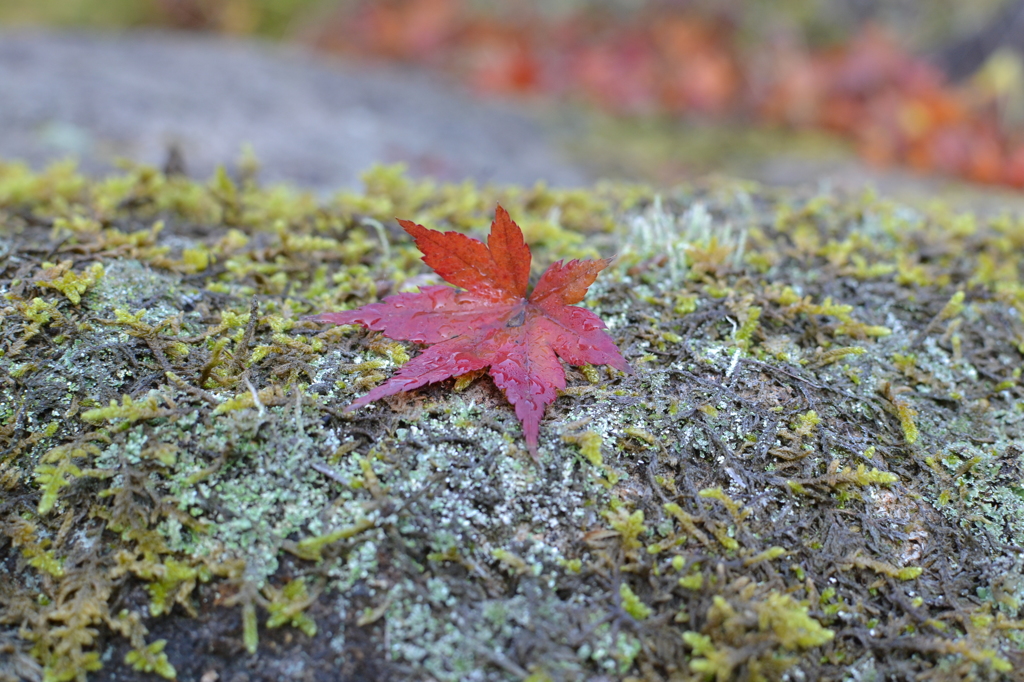 紅葉