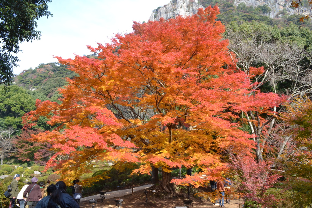 紅葉