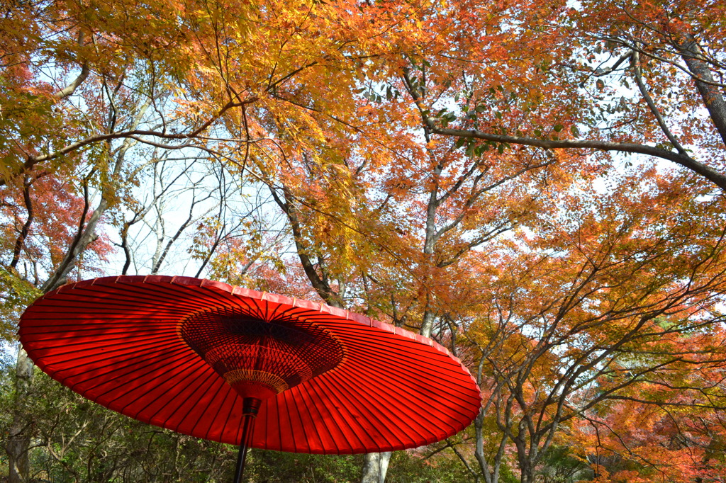 紅葉