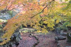 紅葉