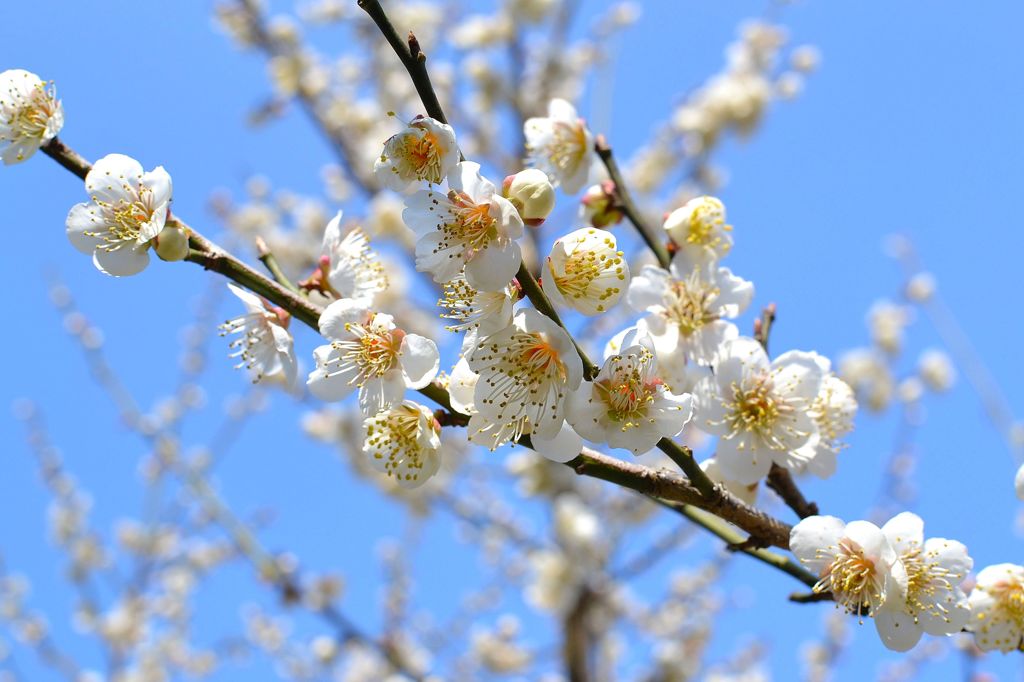 春の到来