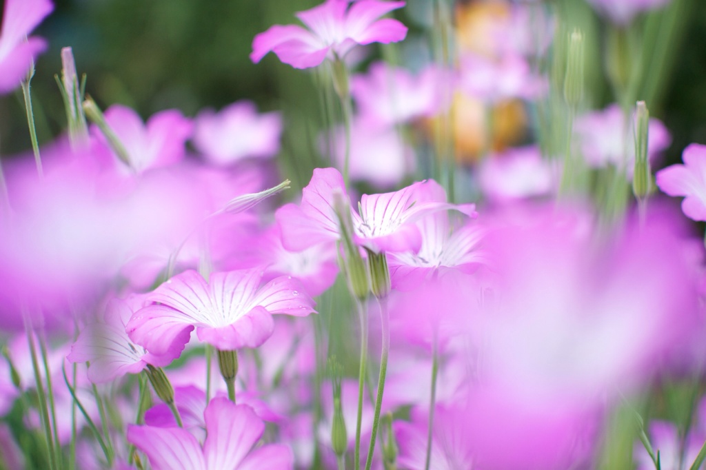 好みの色の花