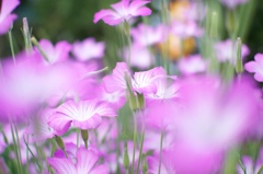 好みの色の花