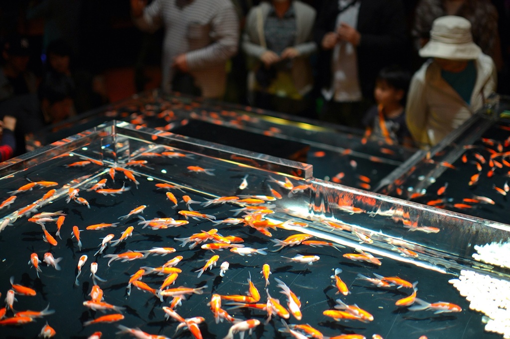 金魚棚