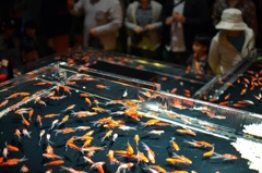 金魚棚