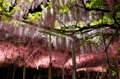 藤の花