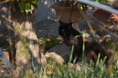 ねこ