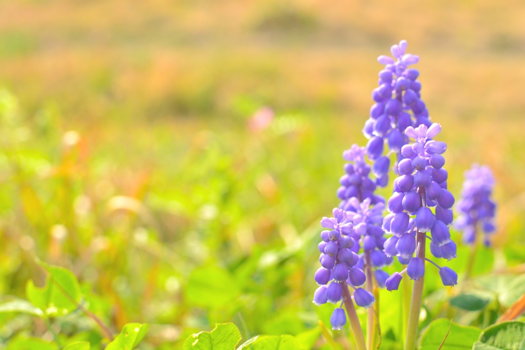 土手の花