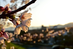 桜咲く