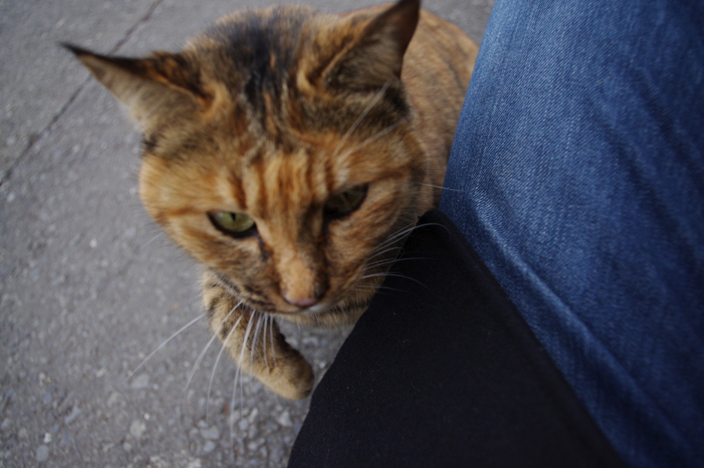 猫