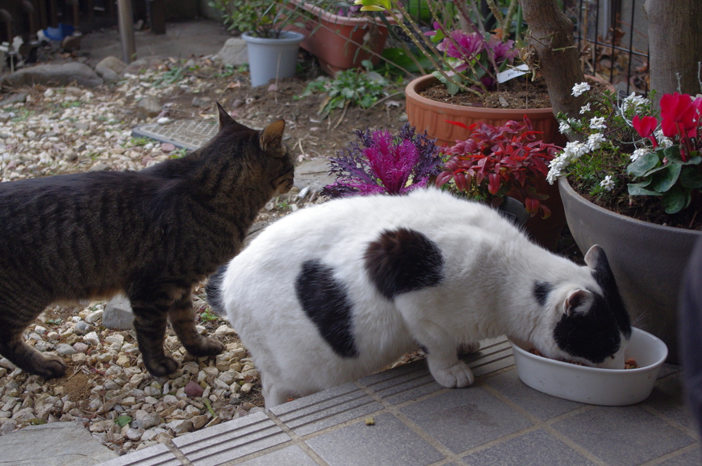 猫たちのお食事時