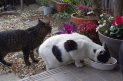 猫たちのお食事時