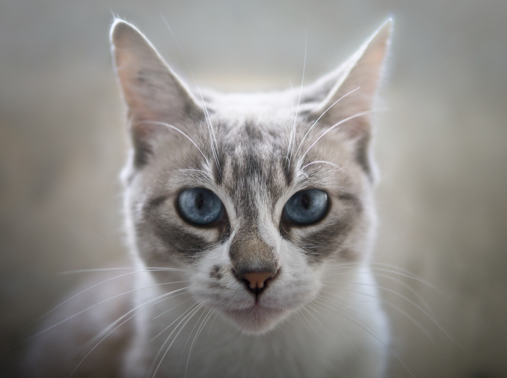 Hello Cat