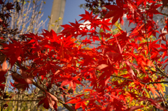 紅葉の川