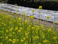 P1000446