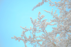 青空と桜