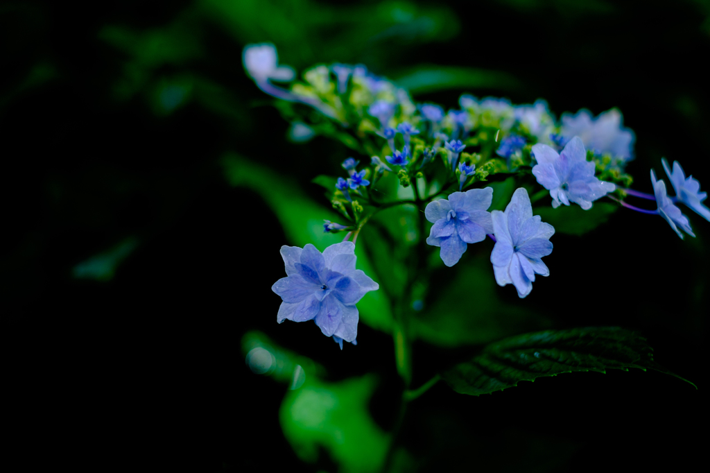 紫陽花