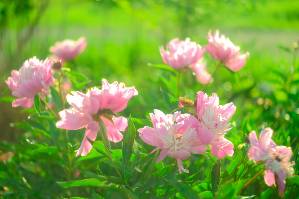 庭の芍薬