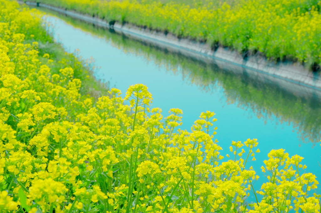春の水路