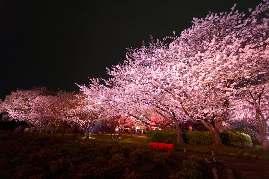 福岡城の夜桜 By ジョージア Id 写真共有サイト Photohito