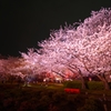 福岡城の夜桜④