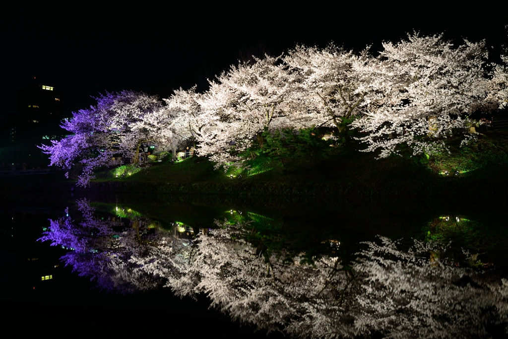 ドラゴン桜（紫龍）