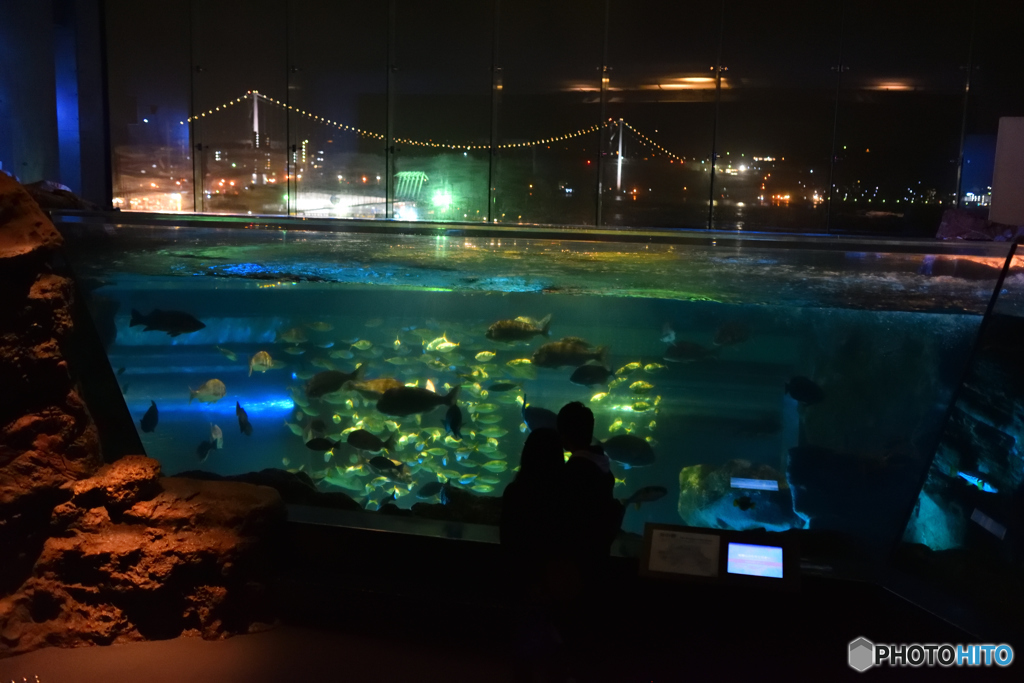 夜の水族館