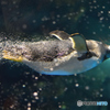ペンギンジェット