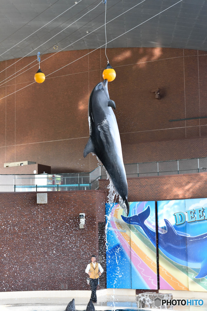 Dolphin　Touch