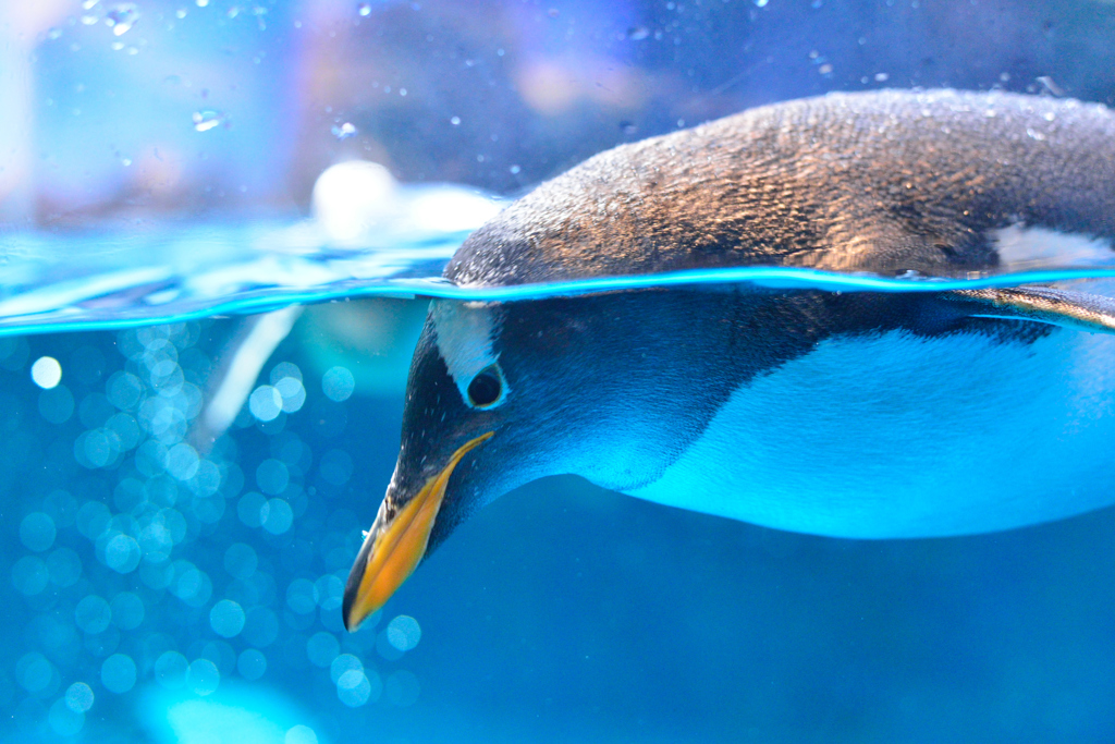 思考するペンギン