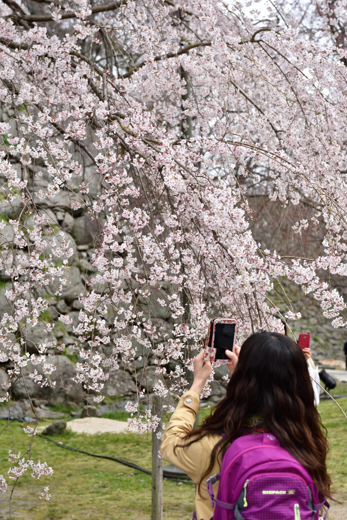 枝垂れ桜の前で①