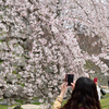 枝垂れ桜の前で①