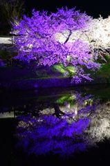 夜桜水鏡