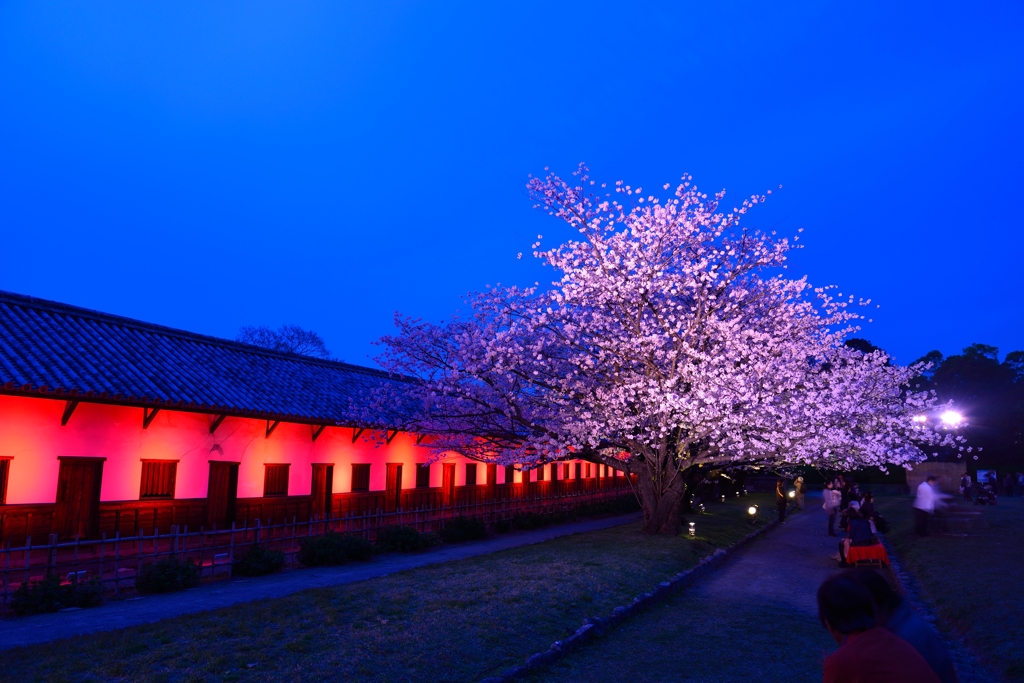 福岡城の夜桜①