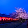 福岡城の夜桜①