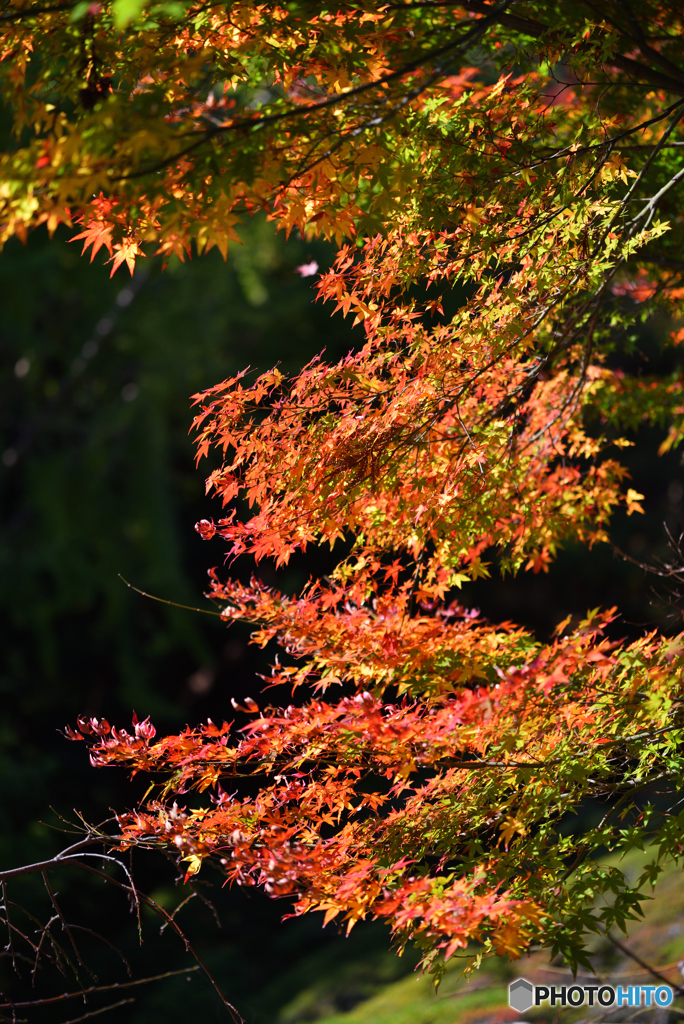 ぽかぽか紅葉
