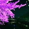 桜と桜