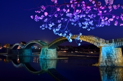 錦帯橋夜桜
