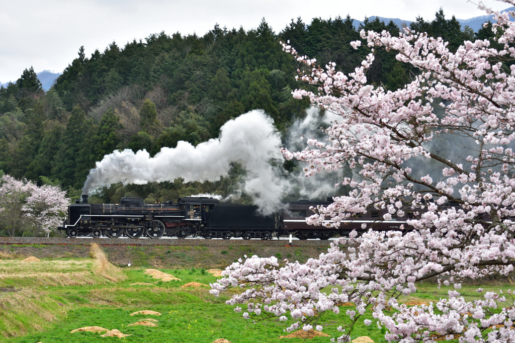 桜とＳＬやまぐち号