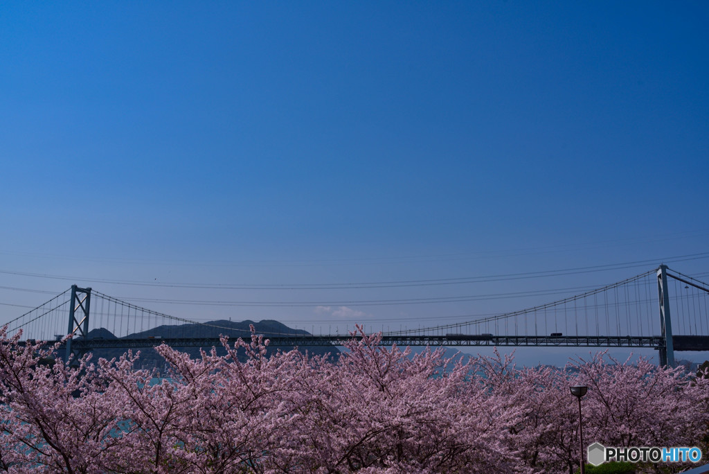 桜色の関門海峡