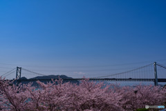桜色の関門海峡
