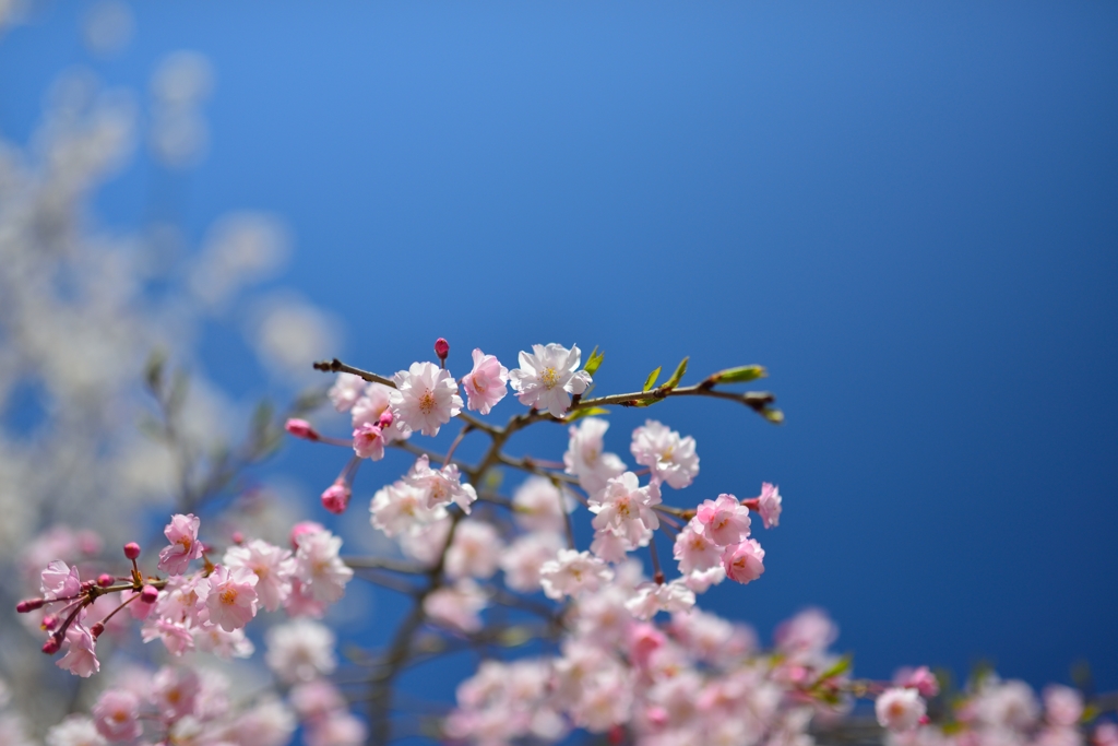 桜日和