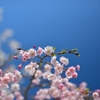 桜日和