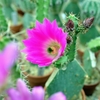 花サボテン美花角